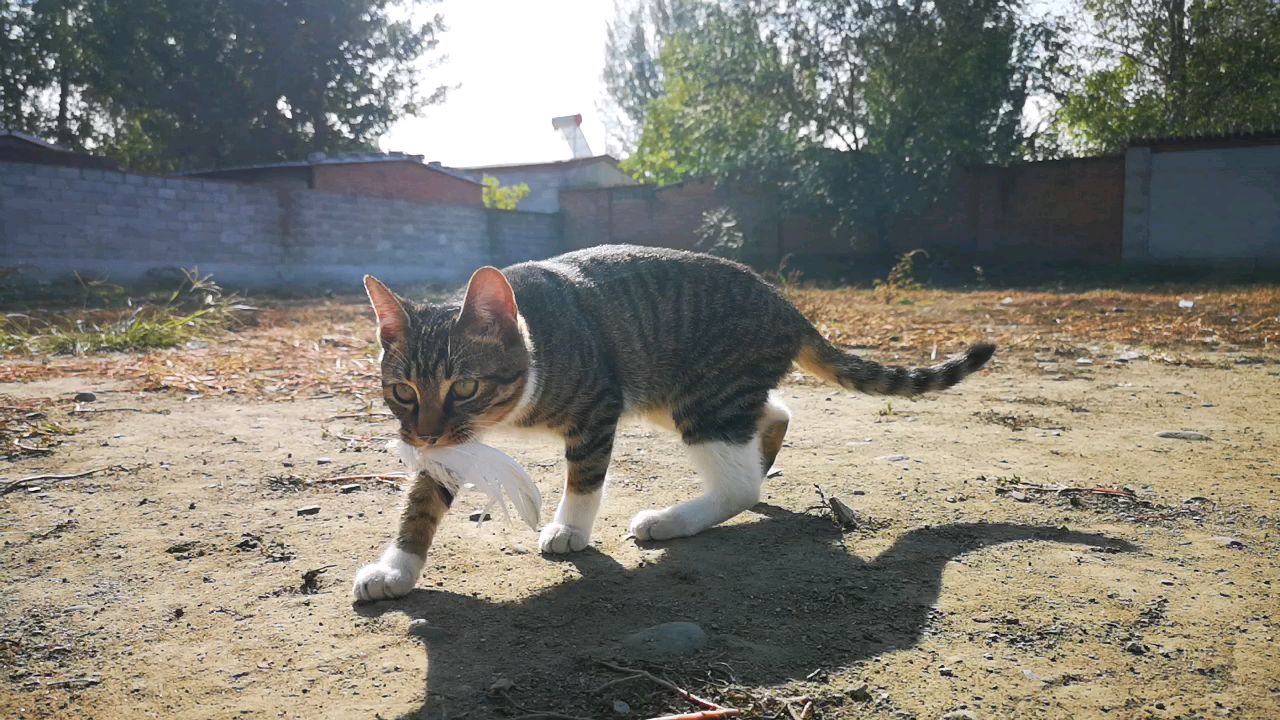 狸花猫钢镚的拿着羽毛在舞蹈,还有新的绝活隐身功能来找找。